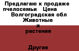 Предлагаю к продаже  пчелосемьи › Цена ­ 3 500 - Волгоградская обл. Животные и растения » Другие животные   